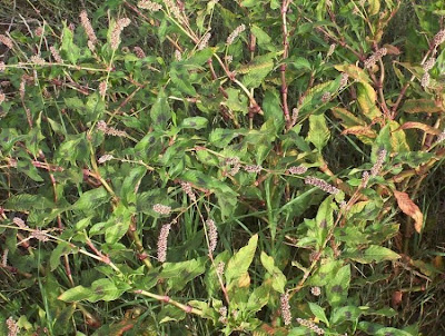 Erva-de-bicho-pruinosa
