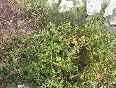 Erva-de-bicho-pruinosa
