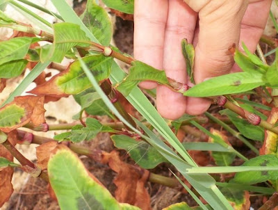 Erva-de-bicho-pruinosa