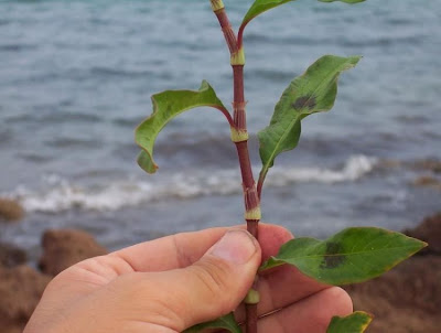 Erva-de-bicho-pruinosa