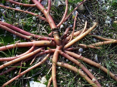 Verdolaga