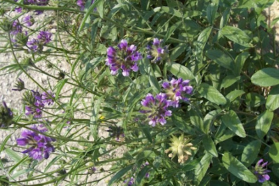 Arabian scurf-pea Arabian scurf-pea
