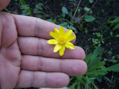 Ranunculus bullatus,
Autumn Buttercup,
Ranuncolo rosulato