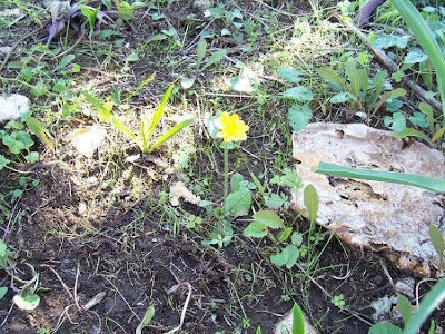 Ranunculus bullatus,
Autumn Buttercup,
Ranuncolo rosulato