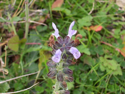 Salvia multifida S. et S.