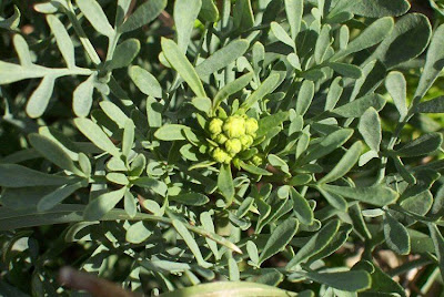 Common rue Common rue