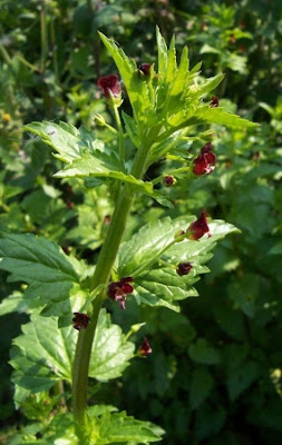 Nettle Leaved Figwort