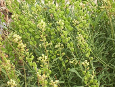Erba ruchetta