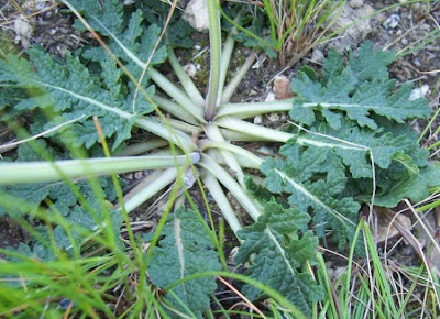 Salvia multifida S. et S.