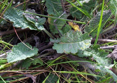Salvia verbenaca L.