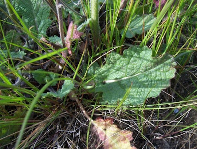 Salvia verbenaca L.