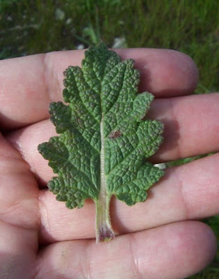 Salvia verbenaca L.
