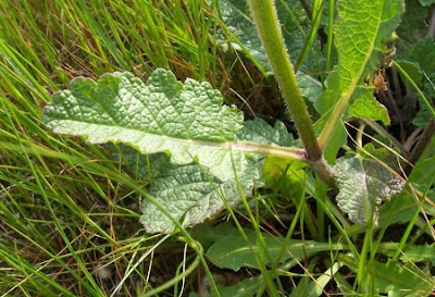 Salvia verbenaca L.