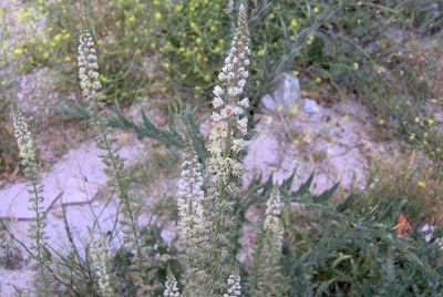 Erba ruchetta