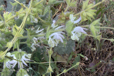 Salvia argentea,
Salvia argentea,
silver sage