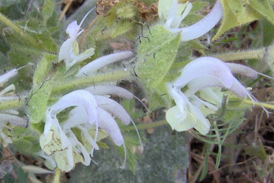 Salvia argentea,
Salvia argentea,
silver sage
