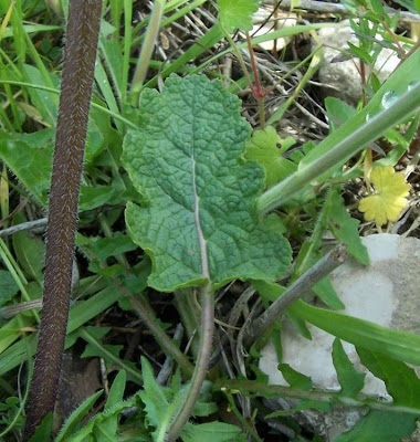 Salvia verbenaca L.