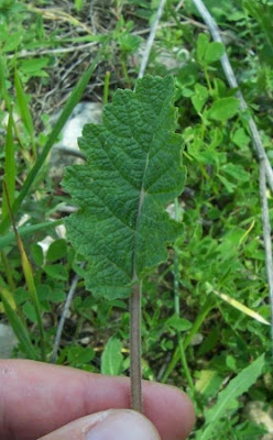 Salvia verbenaca L.