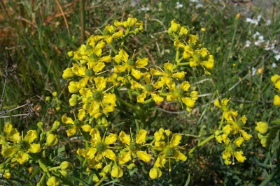 Common rue Common rue