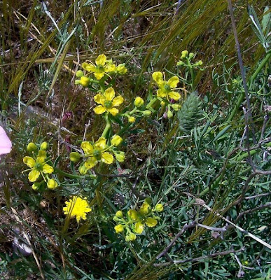 Common rue Common rue