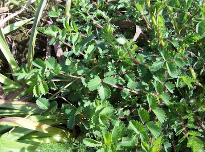 Garden burnet