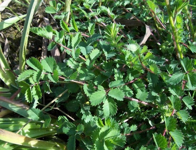 Garden burnet
