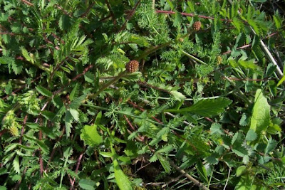 Garden burnet