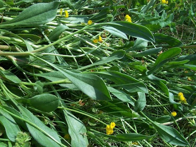 Erba-lombrica comune