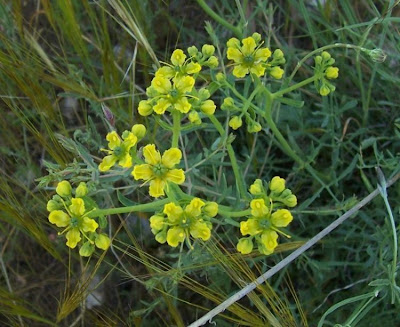 Common rue Common rue