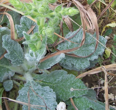 Salvia argentea,
Salvia argentea,
silver sage