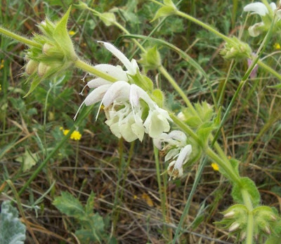 Salvia argentea,
Salvia argentea,
silver sage