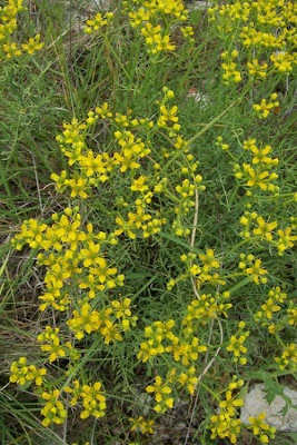 Common rue Common rue