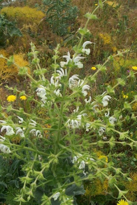 Salvia argentea,
Salvia argentea,
silver sage