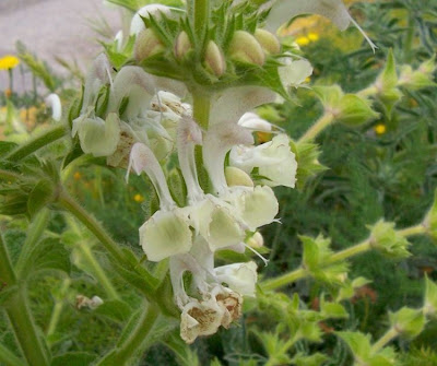 Salvia argentea,
Salvia argentea,
silver sage