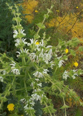 Salvia argentea,
Salvia argentea,
silver sage