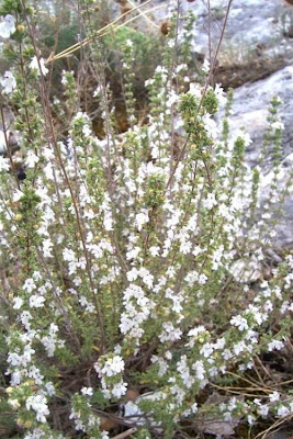 Satureja cuneifolia Ten.