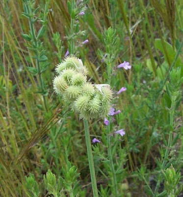 Erba-lombrica comune