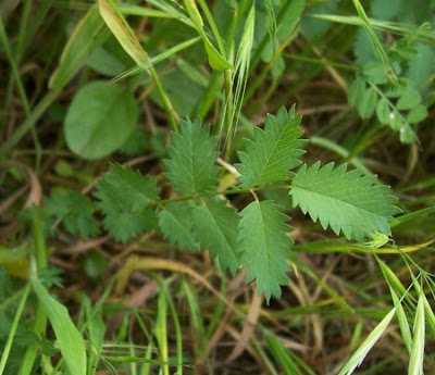 Garden burnet