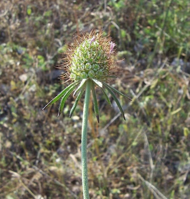 Vedovina marittima