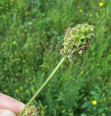 Garden burnet