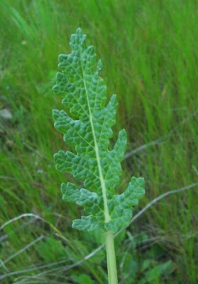 Salvia multifida S. et S.