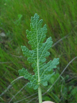 Salvia multifida S. et S.