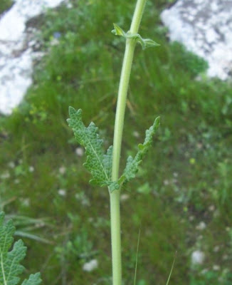 Salvia multifida S. et S.