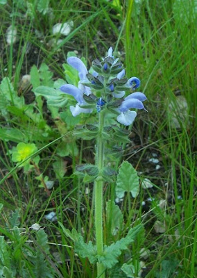 Salvia multifida S. et S.