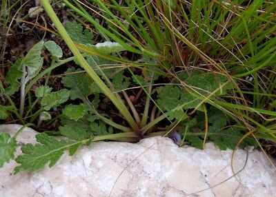 Salvia multifida S. et S.