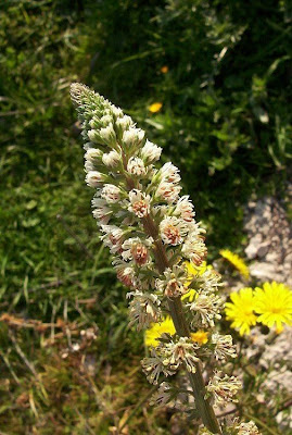 Erba ruchetta