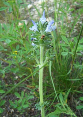 Salvia multifida S. et S.
