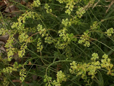Khuzam Khuzam