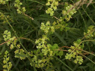 Khuzam Khuzam