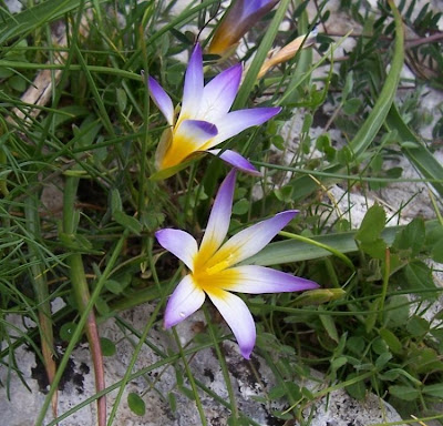 Romulea bulbocodium (L.) Seb. et Mauri